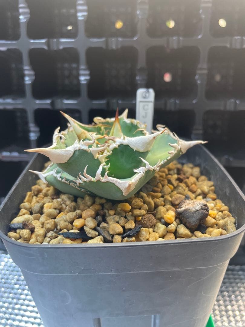 TAKENOKO SHOP アガベチタノタホオジロザメCJスペシャル ⑤