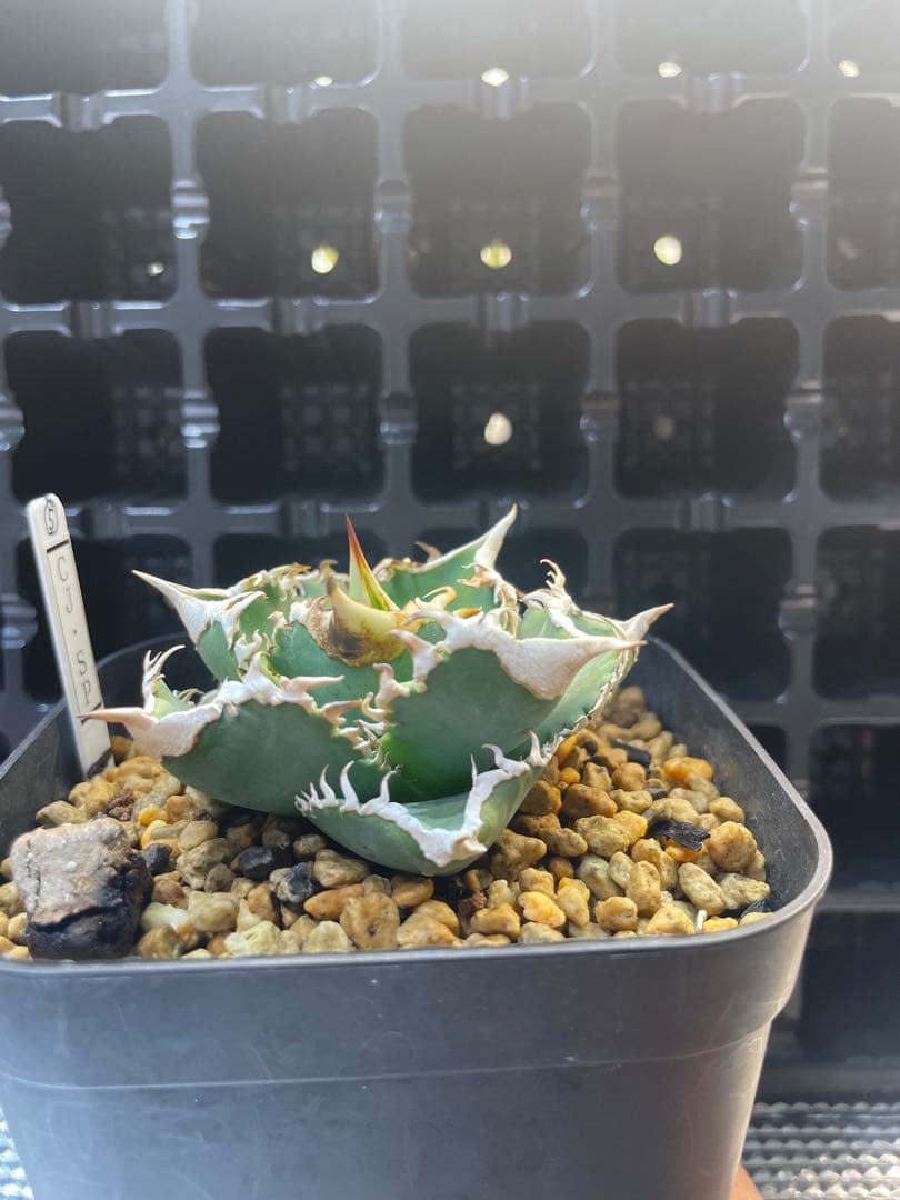 TAKENOKO SHOP アガベチタノタホオジロザメCJスペシャル ⑤