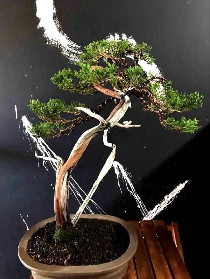 糸魚川真柏盆栽 ☆★山木★☆