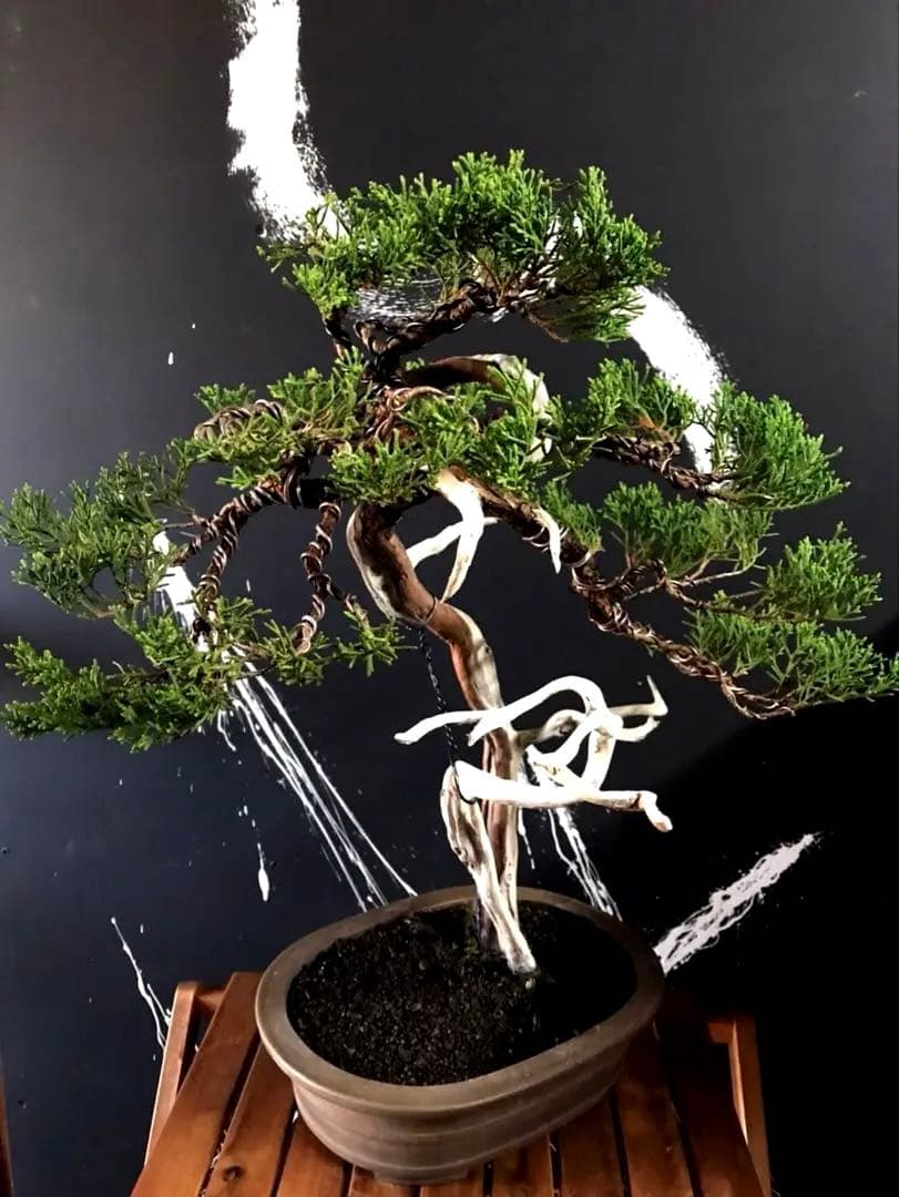 糸魚川真柏盆栽 ☆★山木★☆