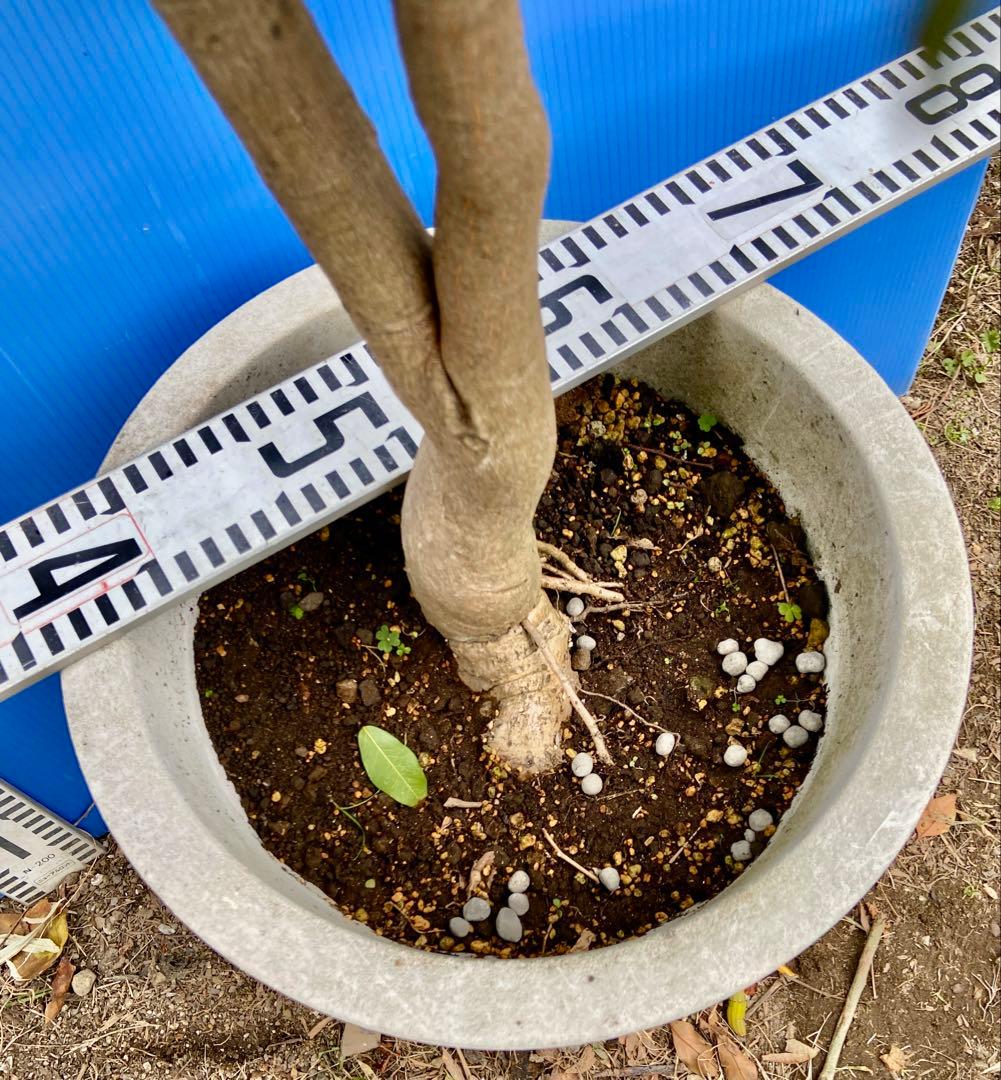 38ヤマシタマンゴー　耐寒性フルーツ