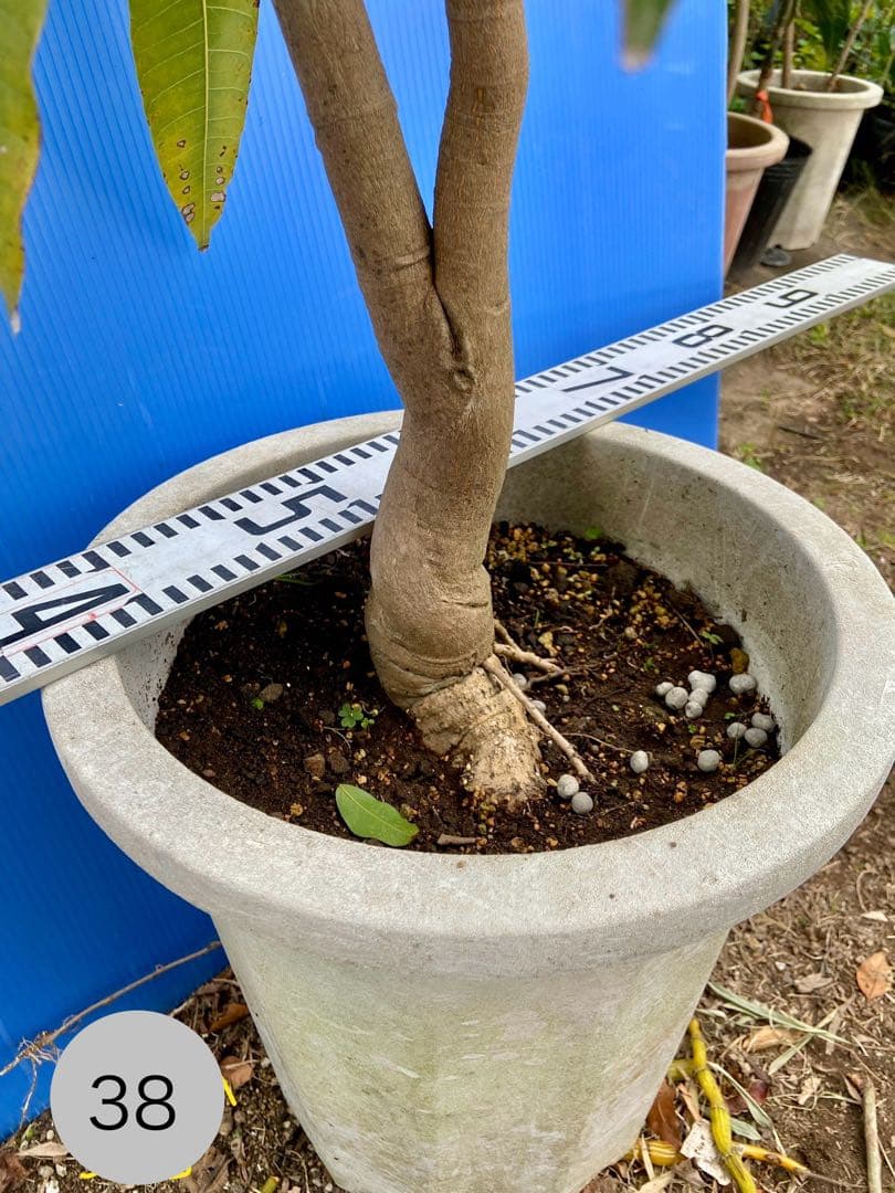 38ヤマシタマンゴー　耐寒性フルーツ