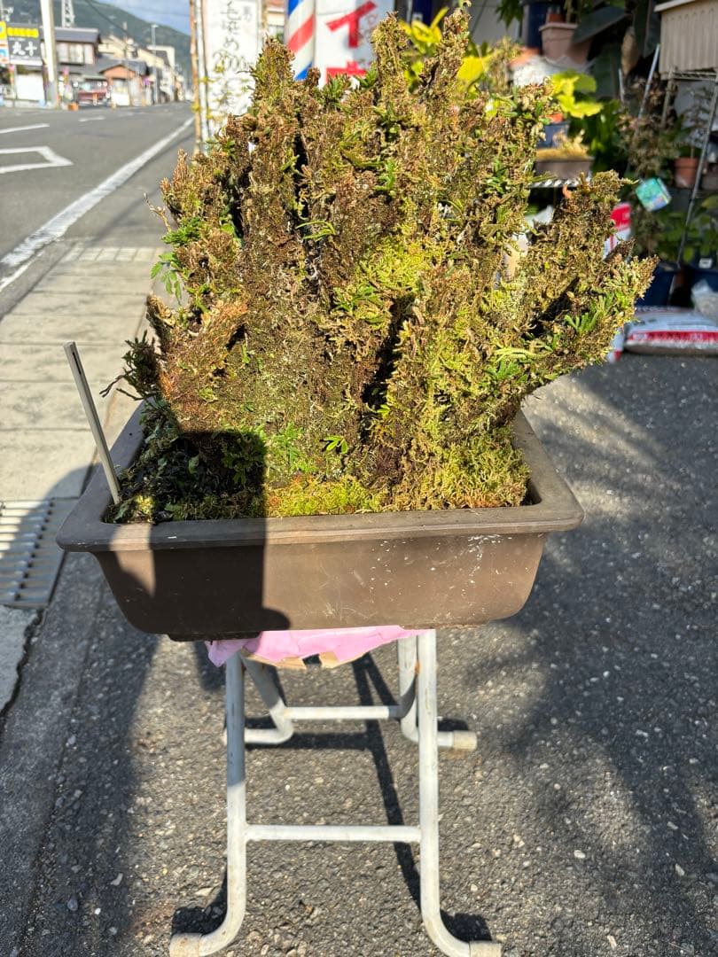 NO １０ イワヒバ(岩松) 物凄い幹の 数 30年物 投売り