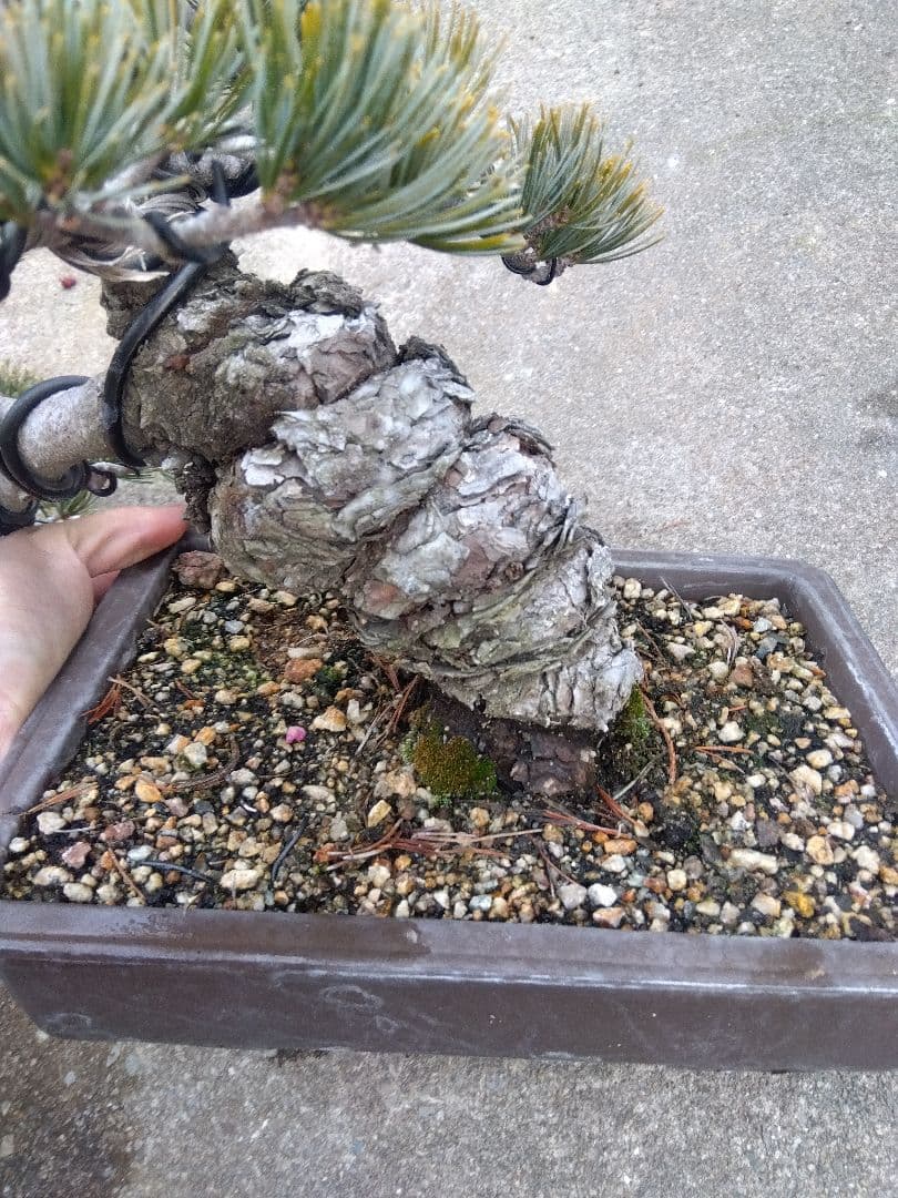 五葉松　盆栽　極太❗良樹形❗8号陶器鉢つき　ち