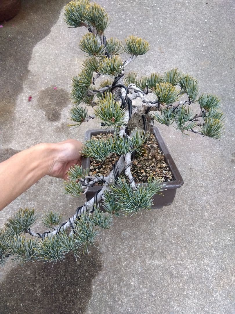 五葉松　盆栽　極太❗良樹形❗8号陶器鉢つき　ち