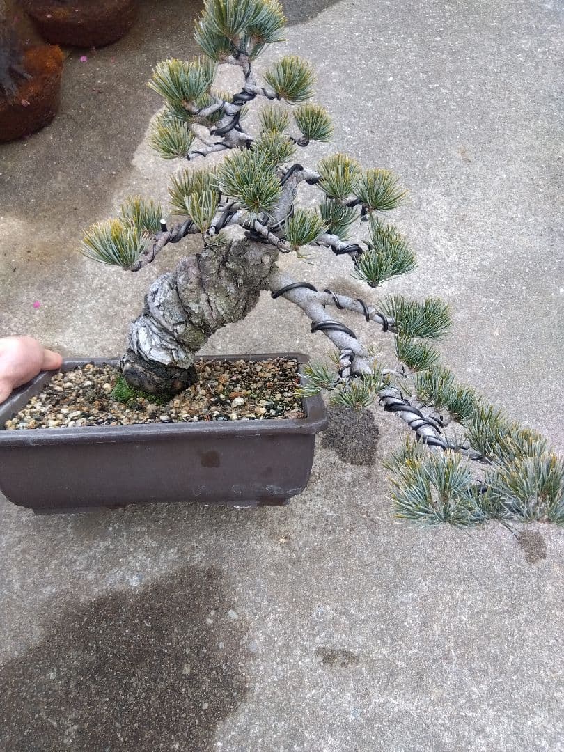 五葉松　盆栽　極太❗良樹形❗8号陶器鉢つき　ち