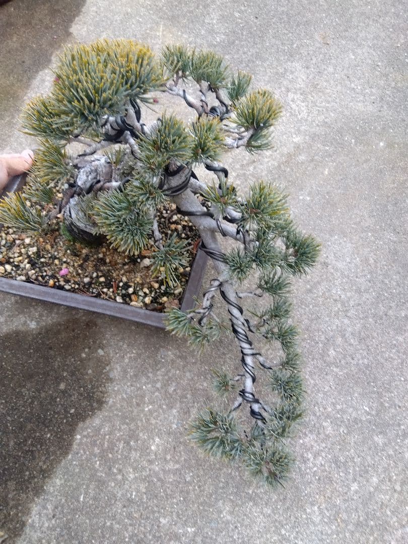 五葉松　盆栽　極太❗良樹形❗8号陶器鉢つき　ち