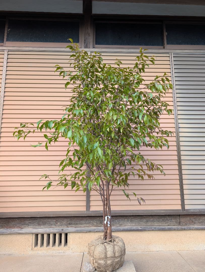 常緑エゴノキ（トキワエゴノキ）株立　約1.5m　②