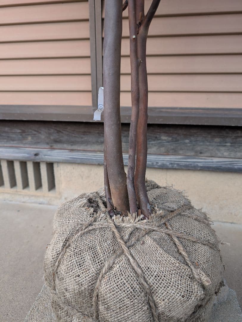 常緑エゴノキ（トキワエゴノキ）株立　約1.5m　②