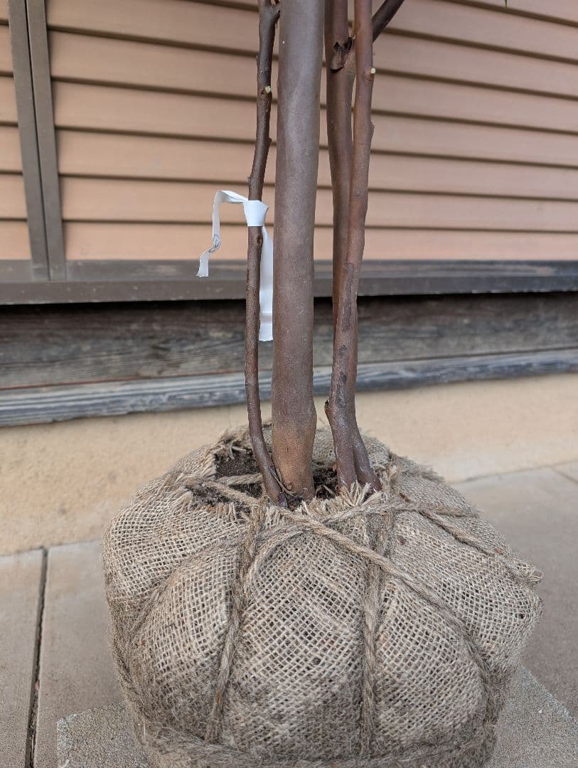 常緑エゴノキ（トキワエゴノキ）株立　約1.5m　②