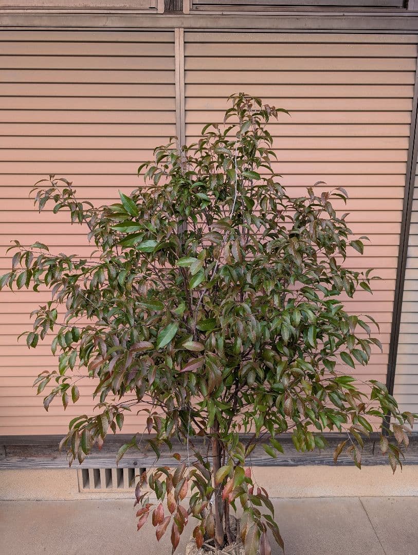 常緑エゴノキ（トキワエゴノキ）株立　約1.5m　②