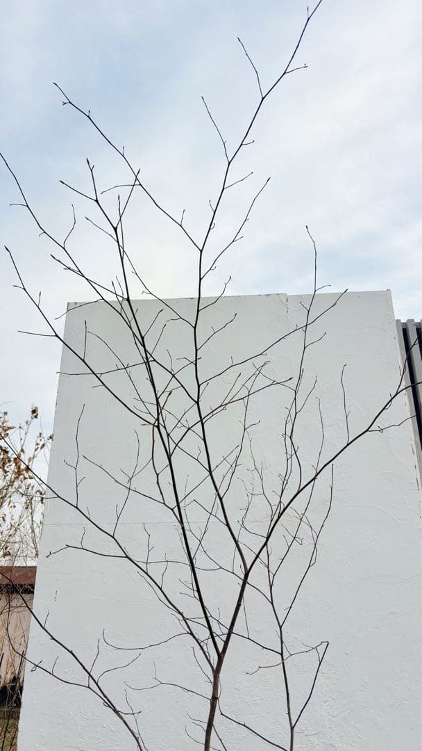 美形。山採りクロモジ2.6M(鉢底から)品番D