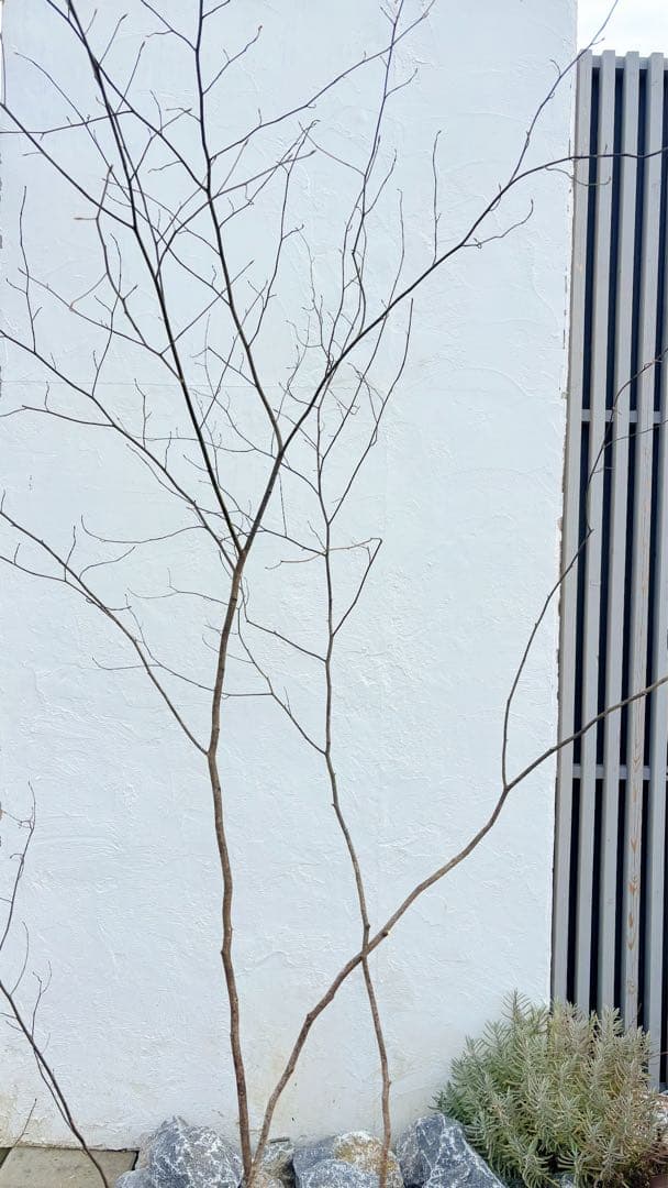 美形。山採りクロモジ2.6M(鉢底から)品番D