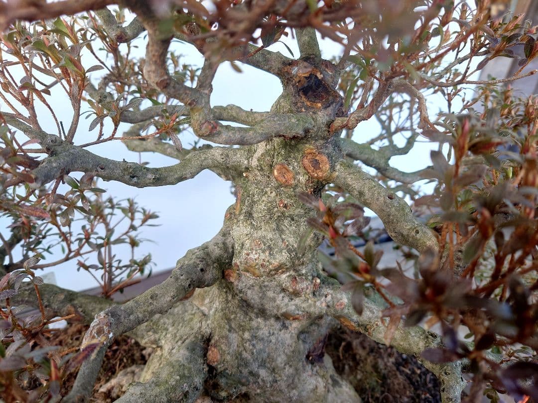 h*0様 盆栽　皐月(如峰山)　樹高46cm