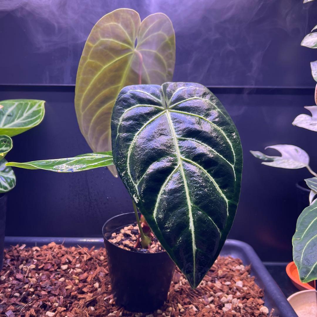 サイズ特大葉❗️超絶希少❗️アンスリウムレガレダークフォーム 新葉展開中✨️