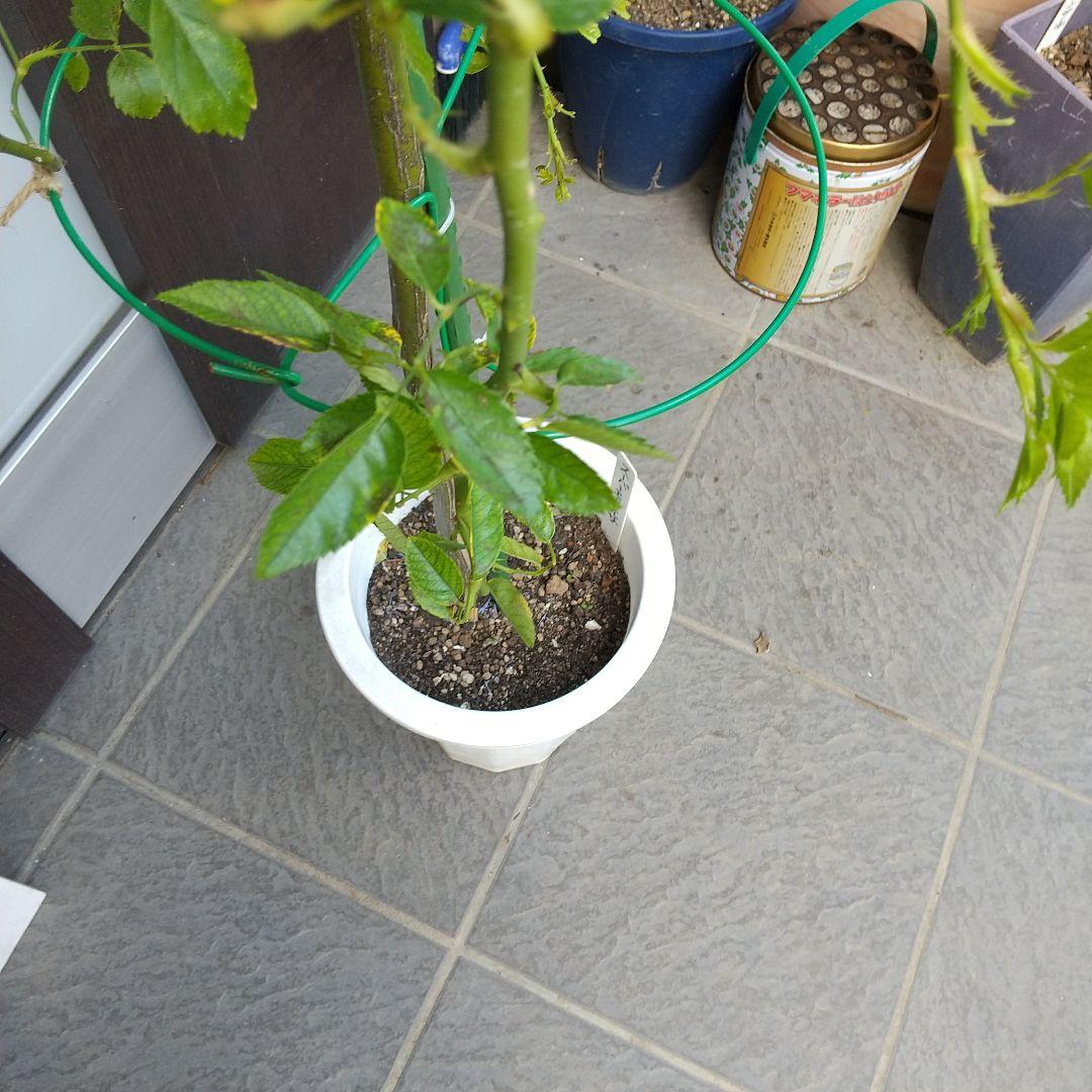 スタンダード仕立てバラ苗(ウィーピングST.スーパーエクセルサ)