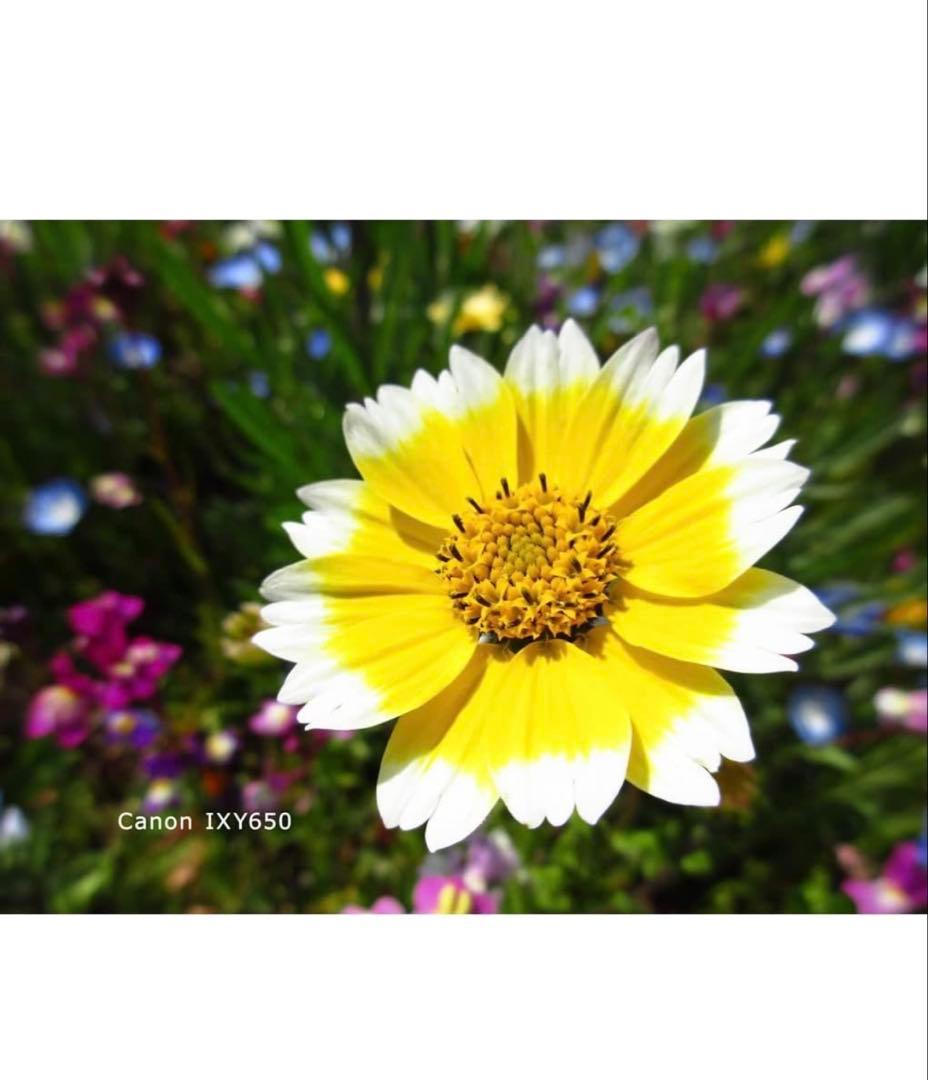 【9/2限定価格！】Canon IXY650