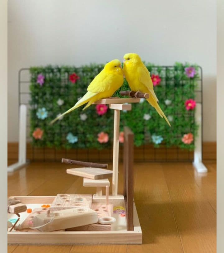 k18⭐バードアスレチック　ミラーボード　バードトイ　止まり木　フォージングトイ