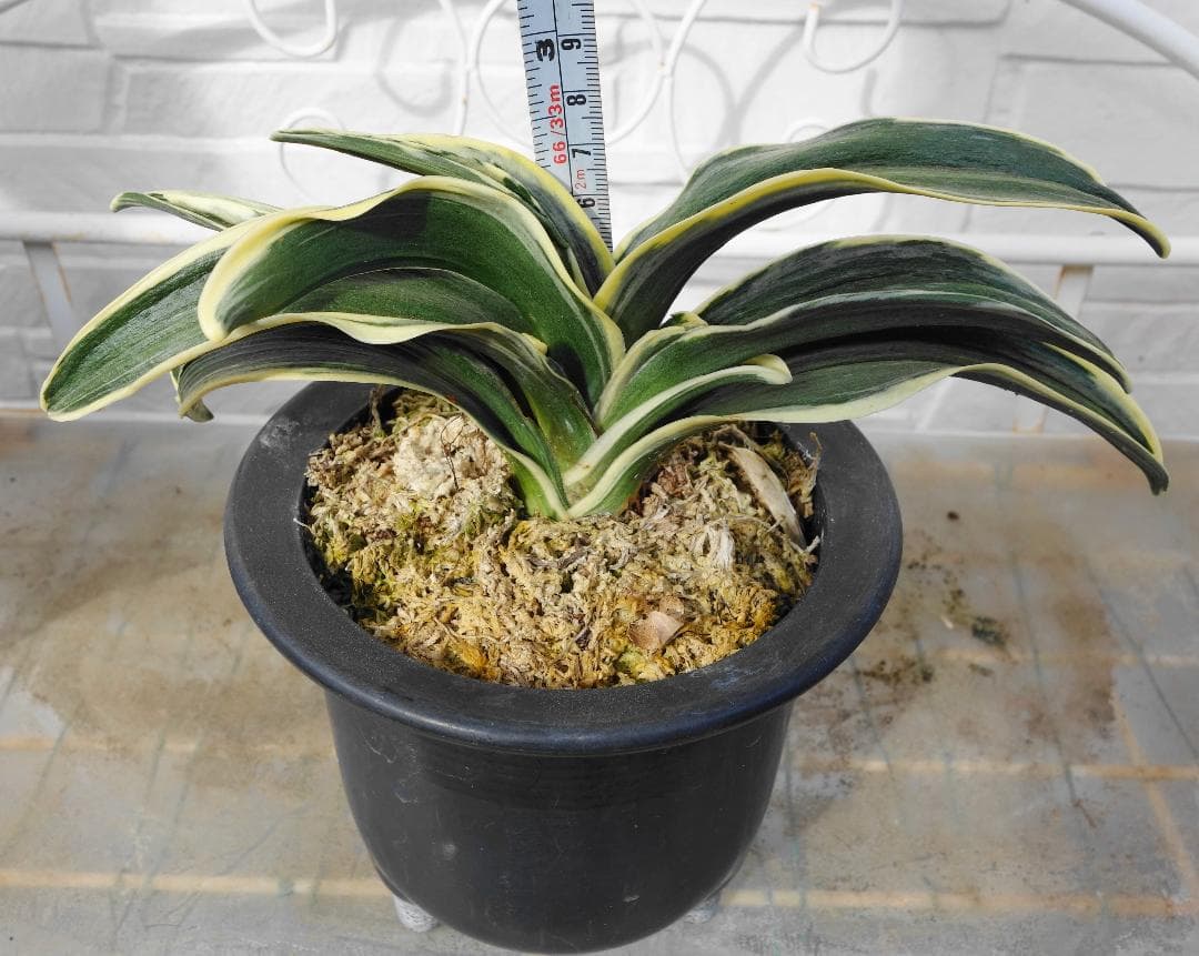 万年青　羅紗系　お多福 梵天丸