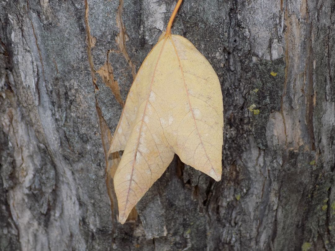 【動作品】Nikon COOLPIX L340 デジタルカメラ