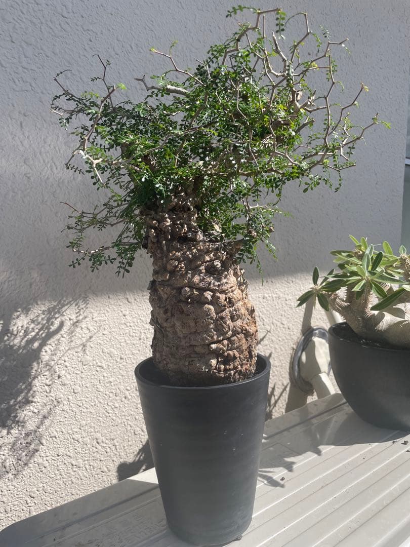 オペルクリカリアパキプス　発根3年目、パワータンクあり　最終値下げ！!