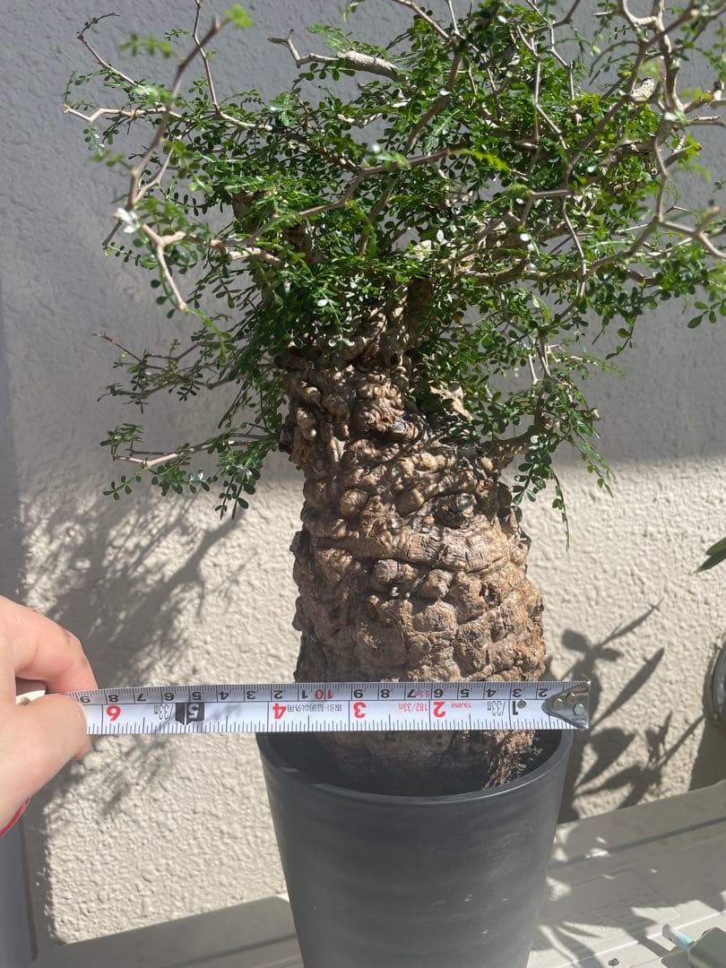 オペルクリカリアパキプス　発根3年目、パワータンクあり　最終値下げ！!