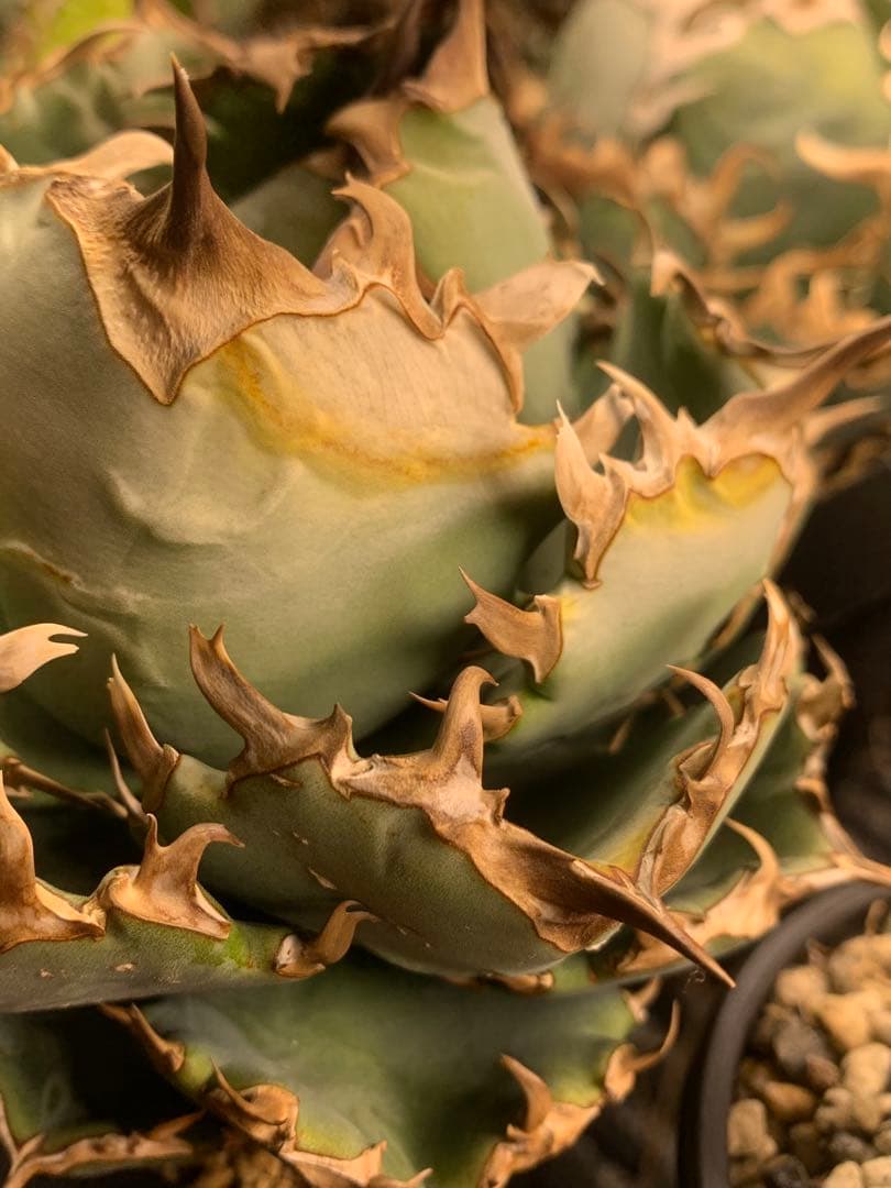 アガベ　翼竜　チタノタ　オテロイ　コレクション株　プテラノドン