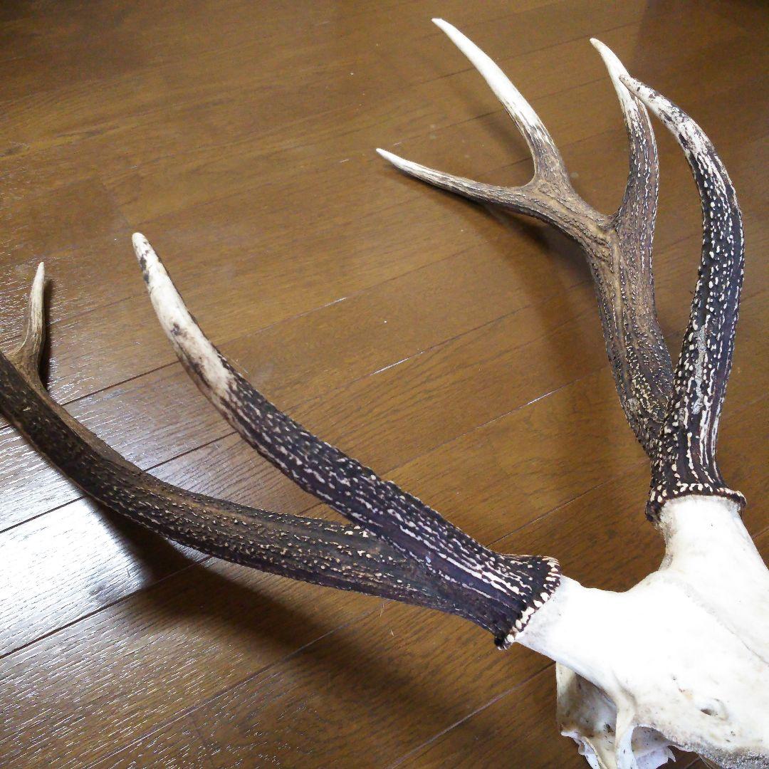 鹿の角　頭部