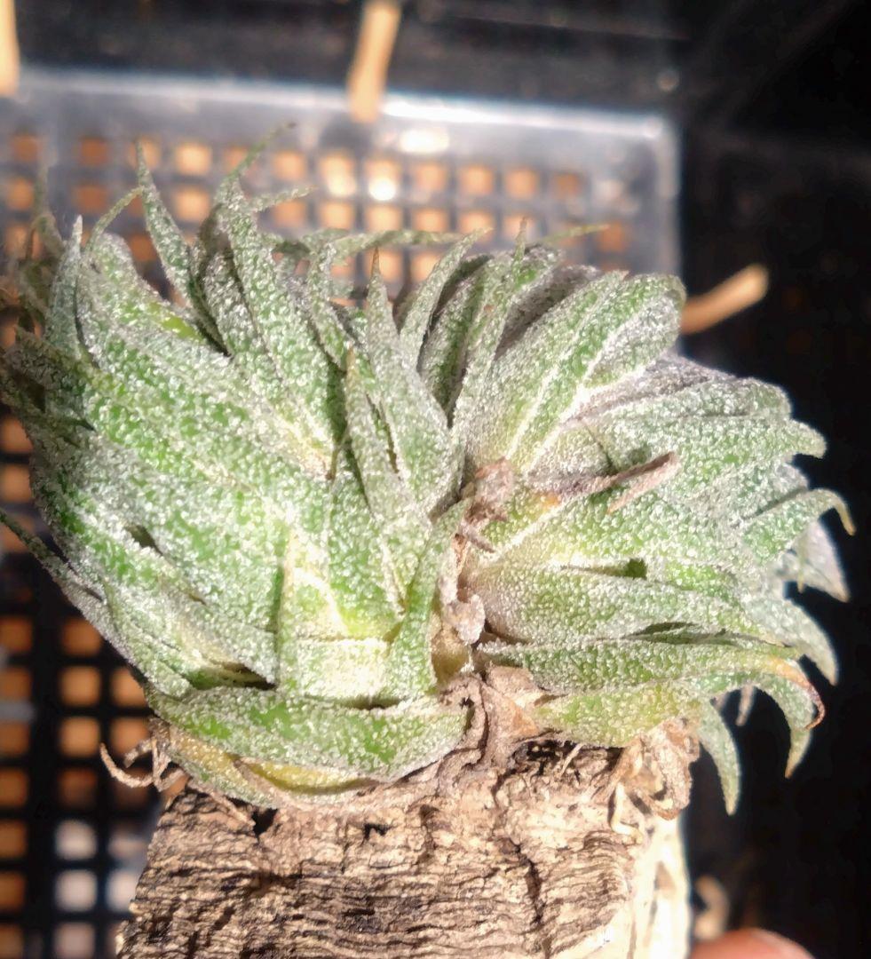 スプレンゲリアナ　クランプ　エアープランツ　チランジア