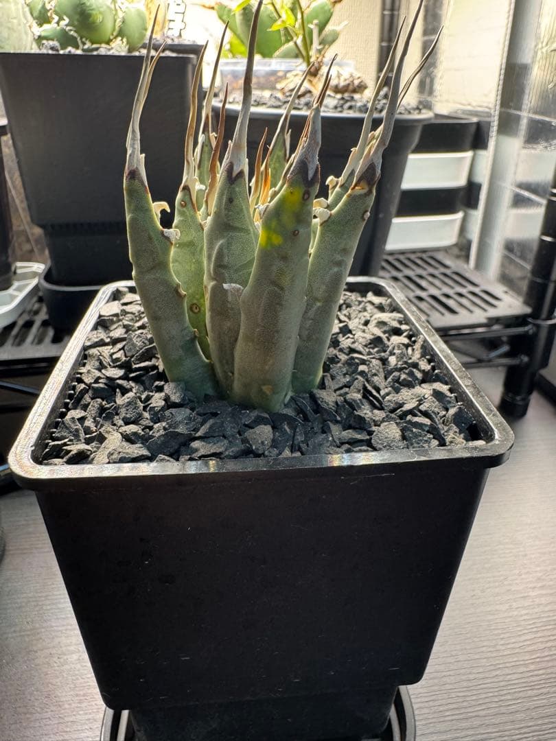 アガベ　ユタエンシス　エボリスピナ　発根済み　現地球