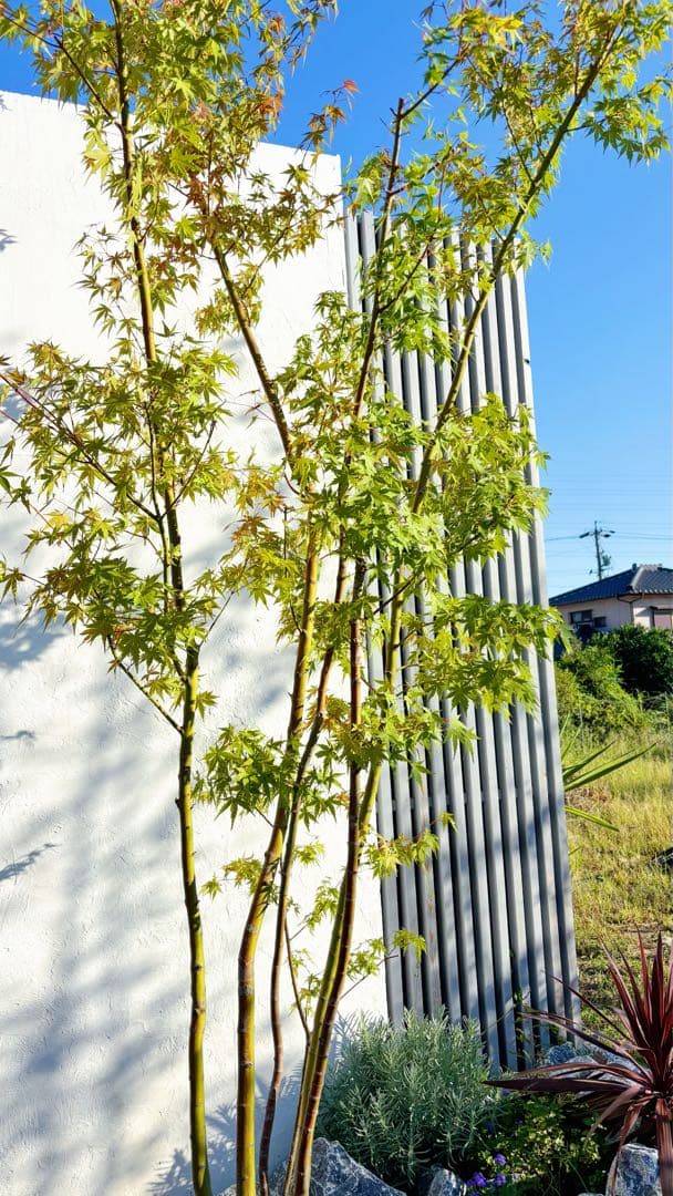 逸品。イロハモミジ大株立ち3.0M(鉢底から)