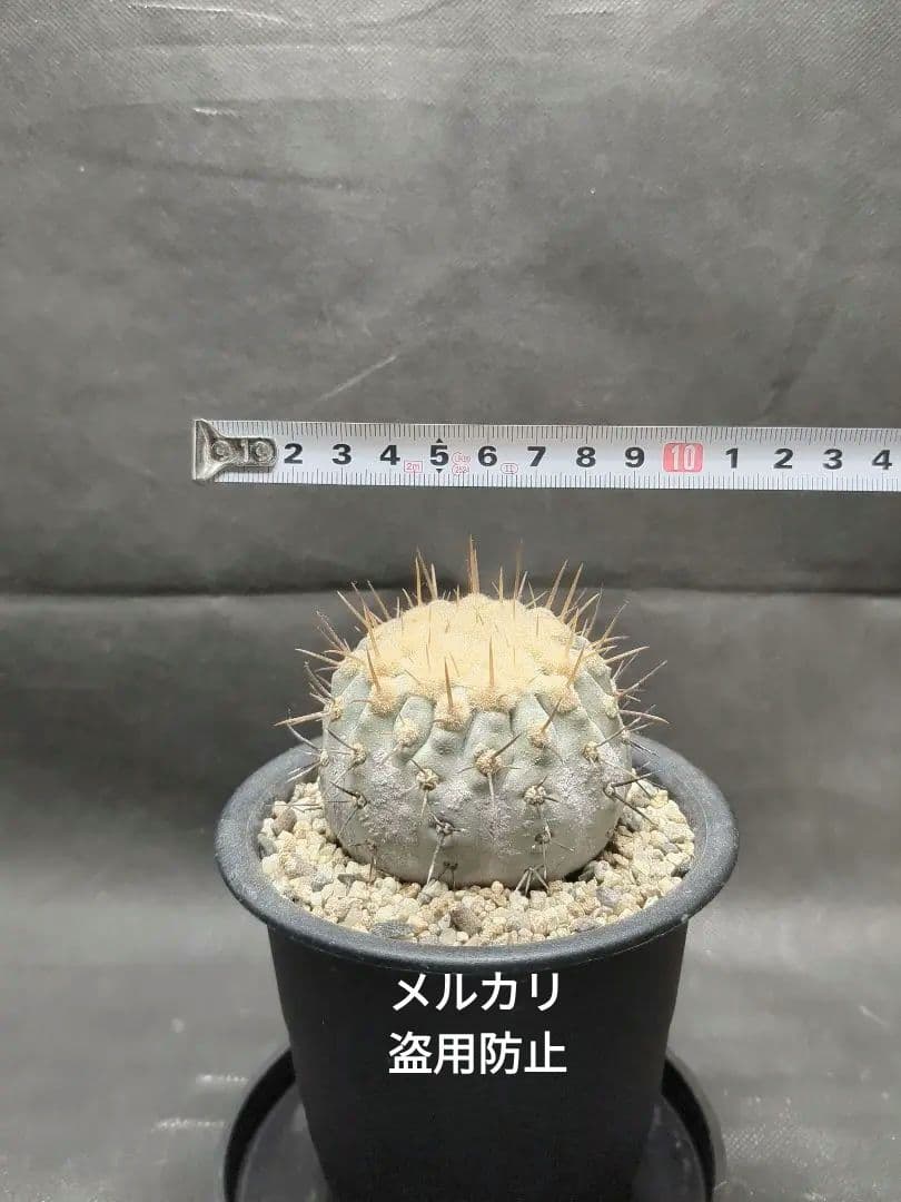 現地球　Copiapoa　コピアポア コルムナアルバ　孤竜丸　輸入株カキコ
