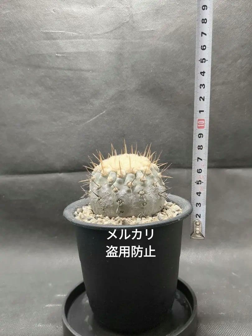 現地球　Copiapoa　コピアポア コルムナアルバ　孤竜丸　輸入株カキコ