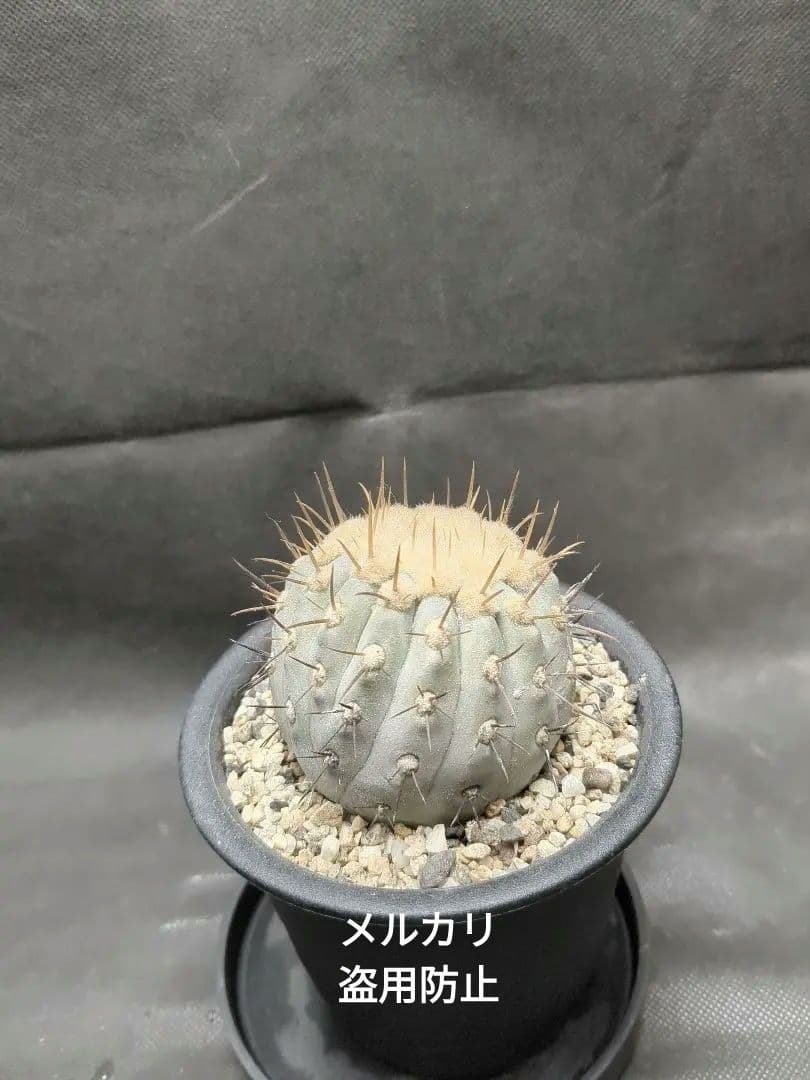 現地球　Copiapoa　コピアポア コルムナアルバ　孤竜丸　輸入株カキコ