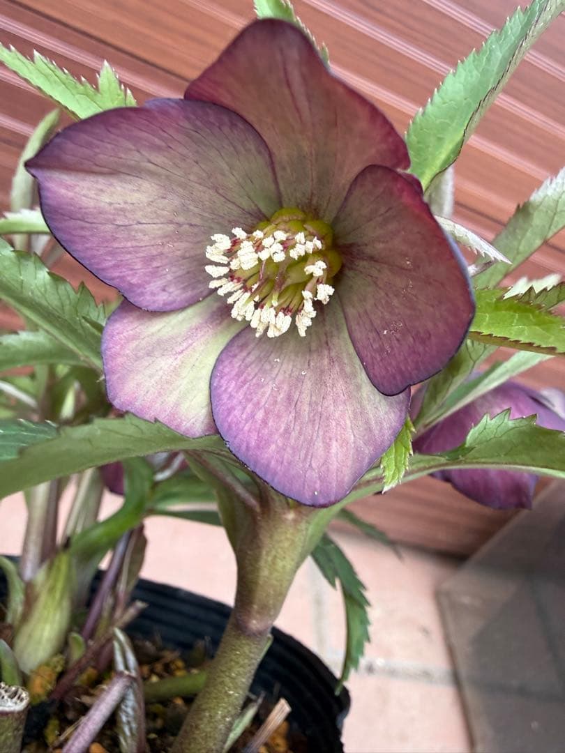 【未株分】横山園芸 クリスマスローズ プチドールシリーズ