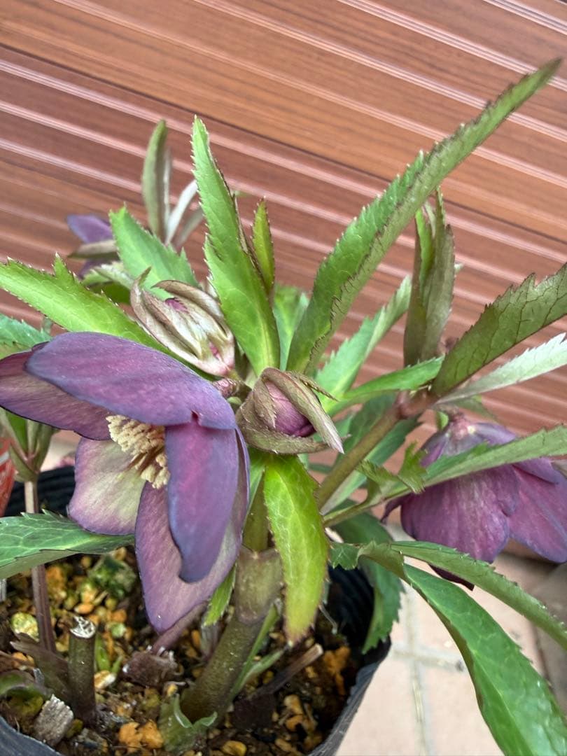 【未株分】横山園芸 クリスマスローズ プチドールシリーズ