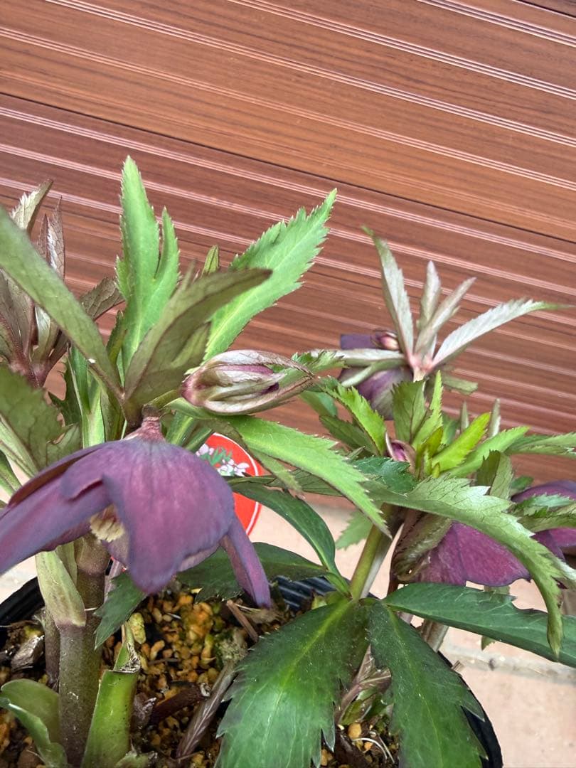 【未株分】横山園芸 クリスマスローズ プチドールシリーズ