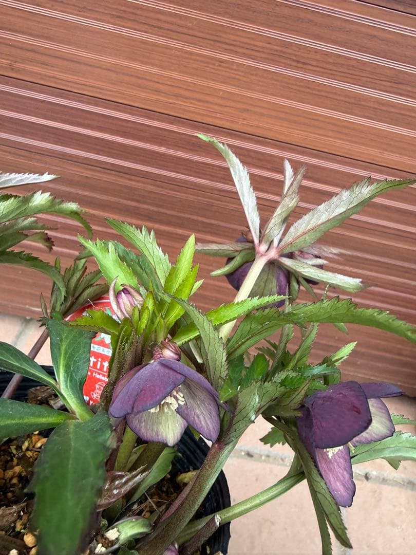 【未株分】横山園芸 クリスマスローズ プチドールシリーズ