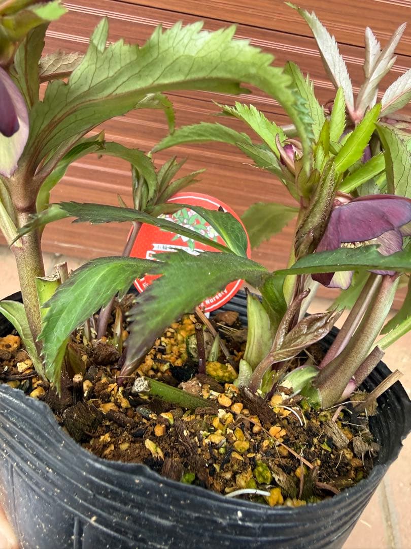 【未株分】横山園芸 クリスマスローズ プチドールシリーズ