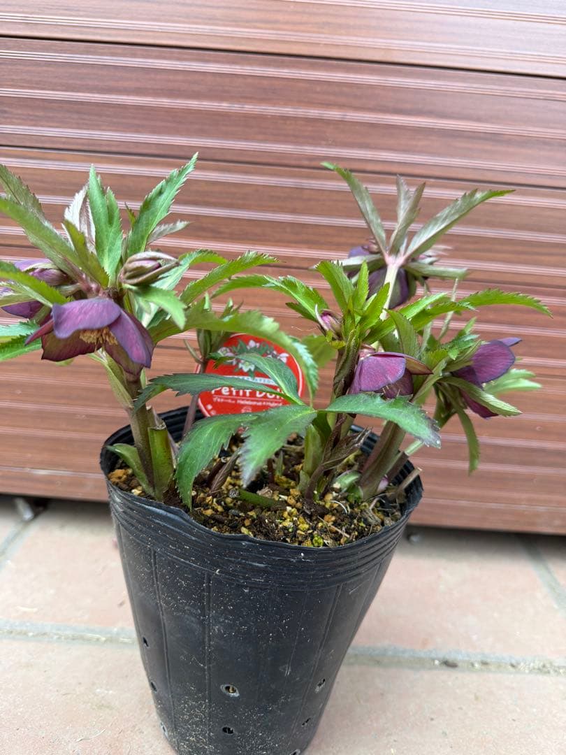 【未株分】横山園芸 クリスマスローズ プチドールシリーズ