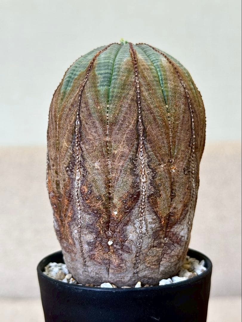 ユーフォルビア オベサ オールドオベサ 木質化 ヨーロッパ株