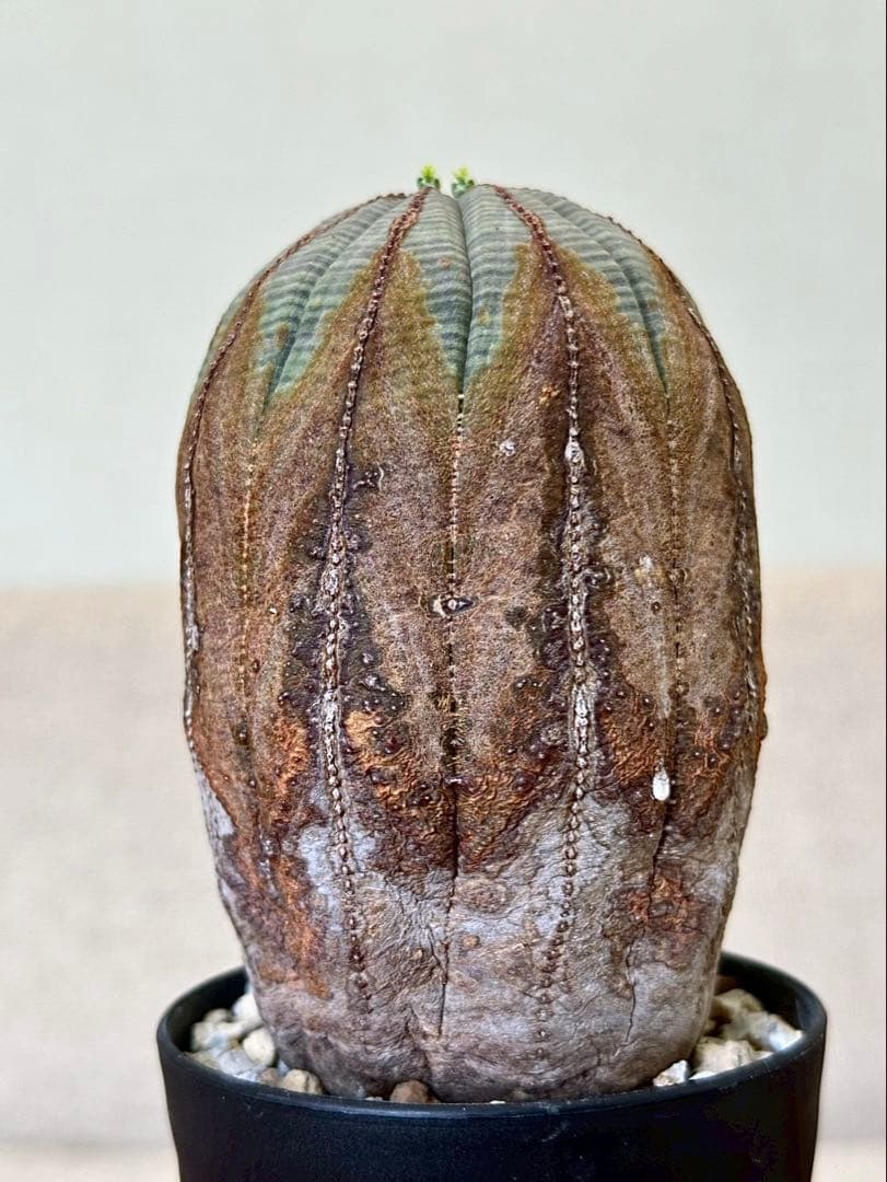 ユーフォルビア オベサ オールドオベサ 木質化 ヨーロッパ株