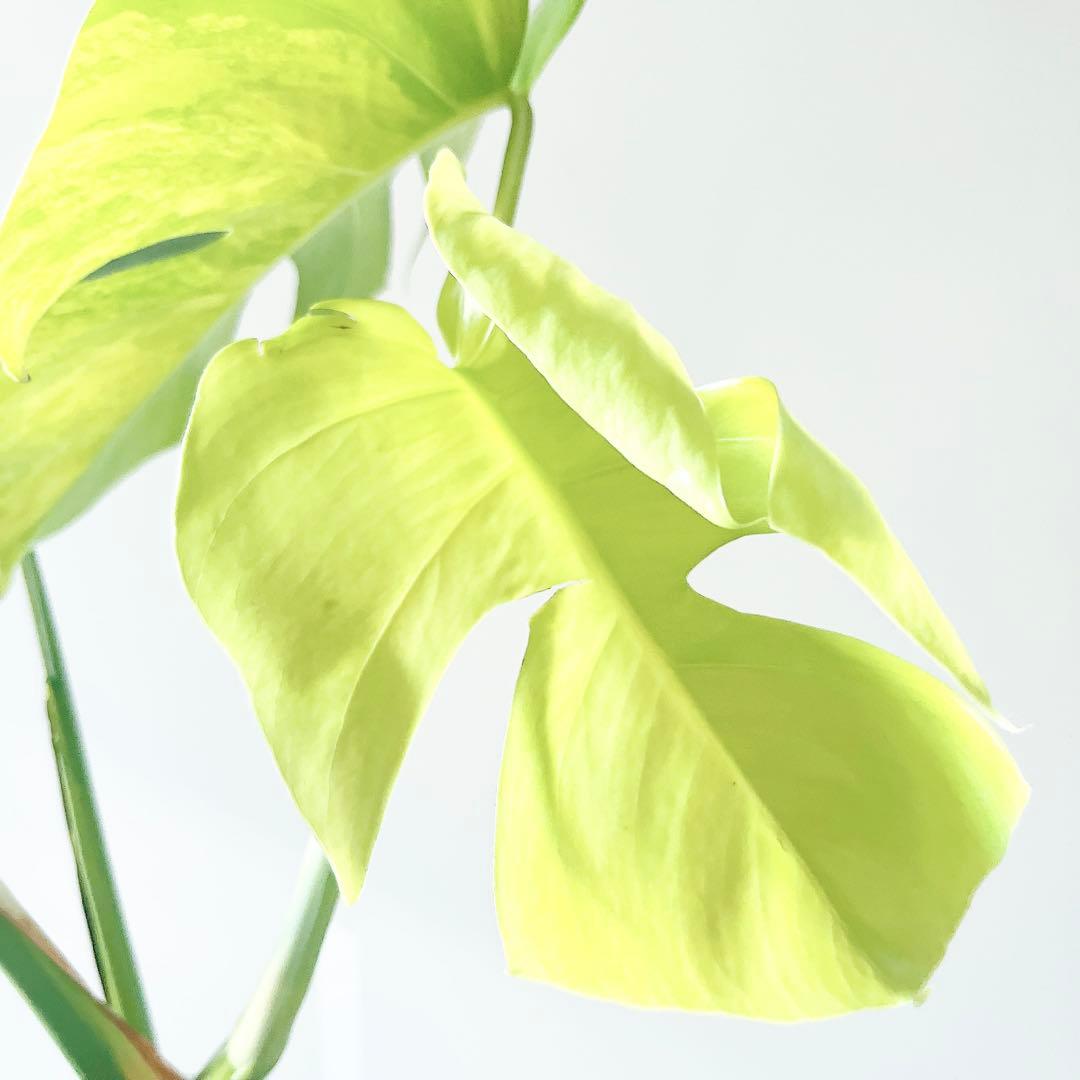 《希少》モンステラ ボルシギアナ オーレア 黄斑入り 1月限定出品