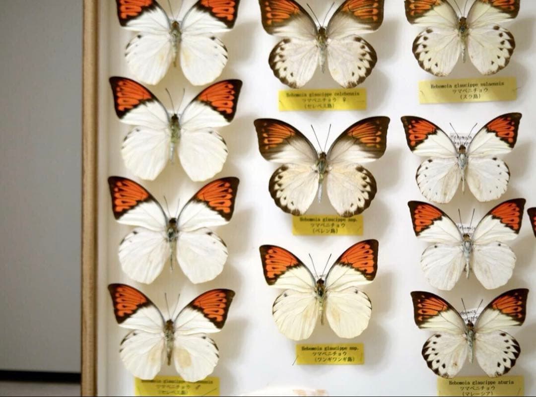 蝶標本 ツマベニチョウ 世界産地別コレクション 研究用 大型ドイツ箱 外国