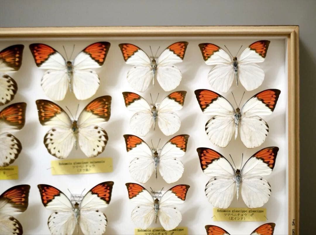 蝶標本 ツマベニチョウ 世界産地別コレクション 研究用 大型ドイツ箱 外国