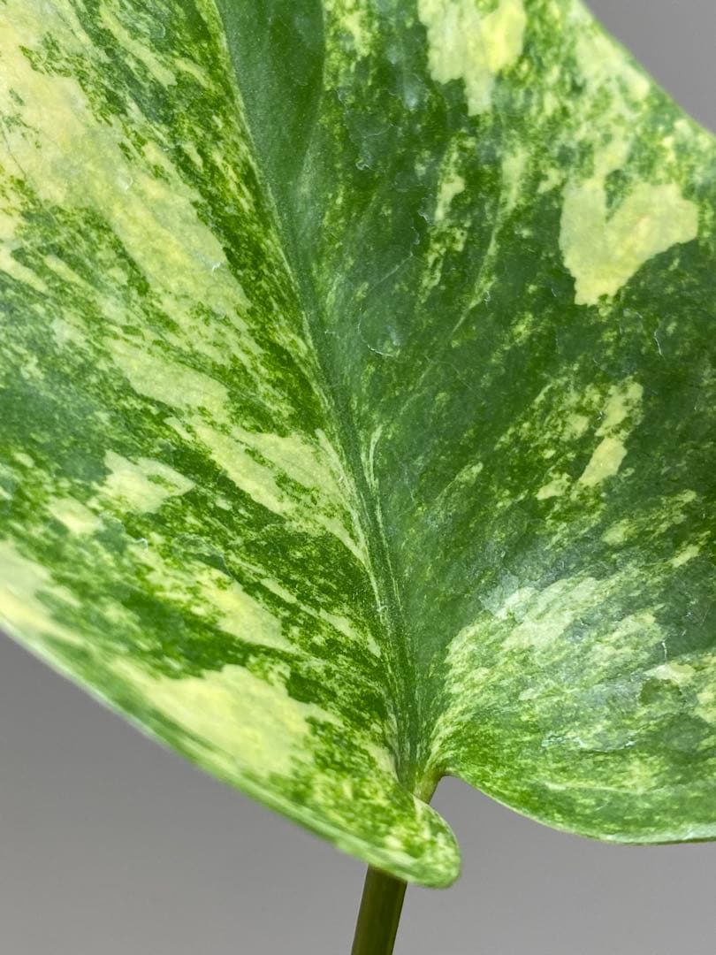 呉*様様 【これは本物です✨】モンステラ　イエローマリリン　黄斑　オーレア　希少