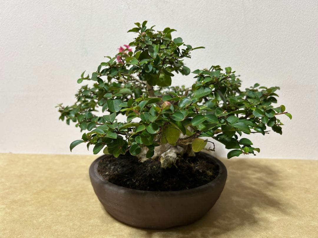 百日紅　小品盆栽