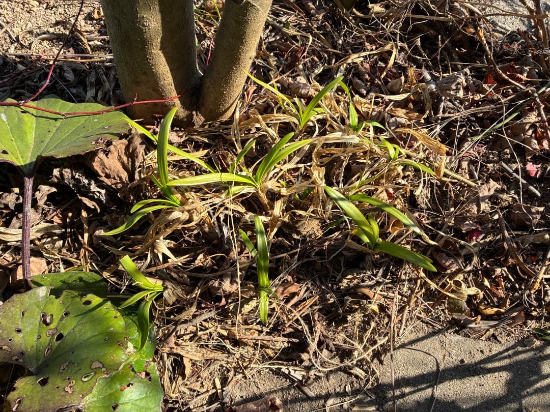 群生株　【アガパンサス】バイカラー（白・紫）