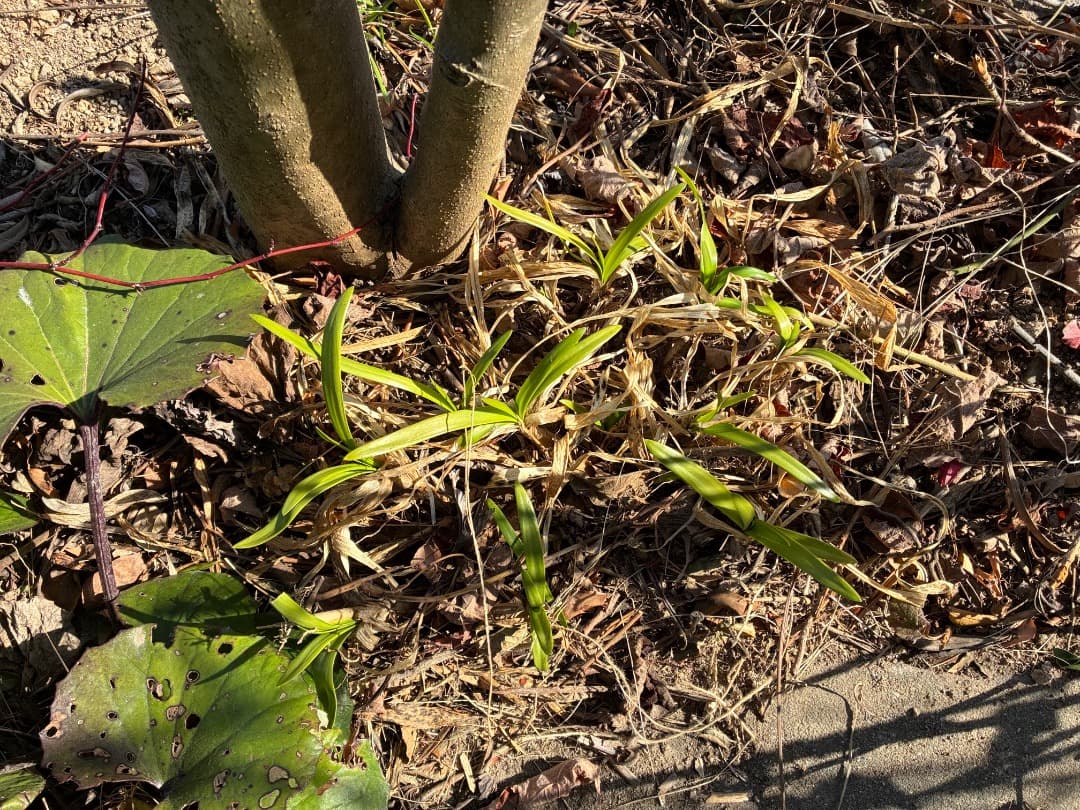 群生株　【アガパンサス】バイカラー（白・紫）