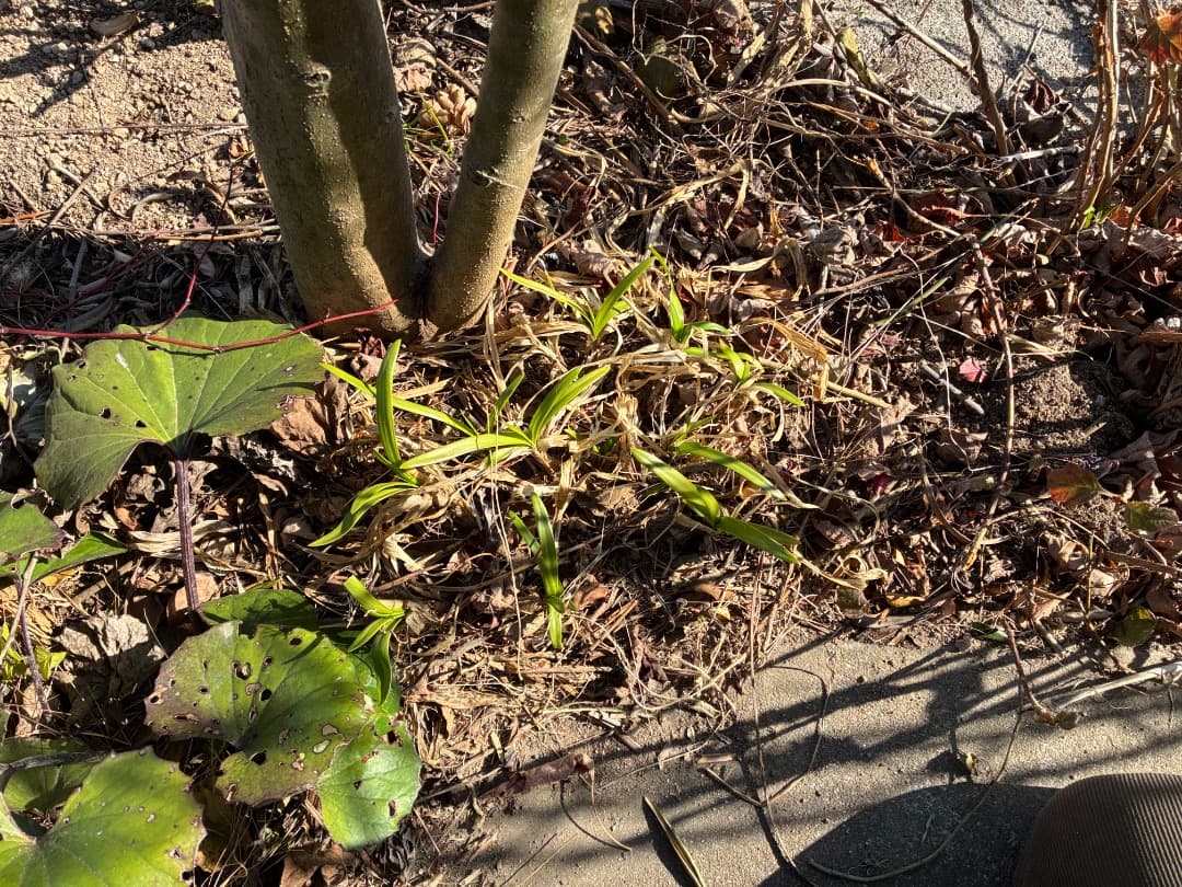 群生株　【アガパンサス】バイカラー（白・紫）